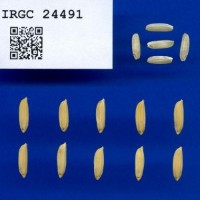 IRGC24491.jpg
