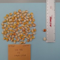 CIMMYTMA 15926 - Reference Inventory.jpg