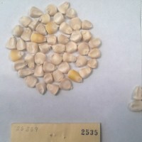 CIMMYTMA 2535 - Reference Inventory.jpg