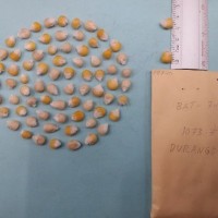 CIMMYTMA 7974 - Reference inventory.jpg