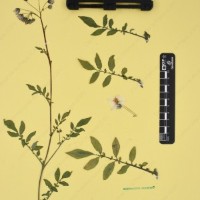 CIP 762631_OCHS 12596_05.jpg