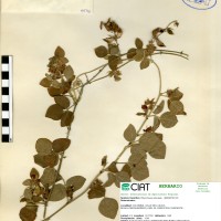 9533 herbarium