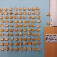 CIMMYTMA 15551 - Reference Inventory.jpg