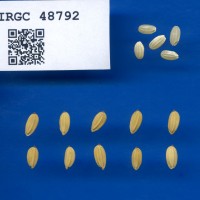 IRGC 48792 Seed Photo