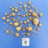CIP 761167 Tuber