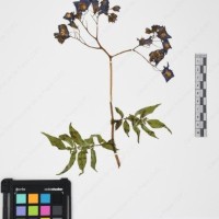 CIP 765705_RPSP 017_02.jpg