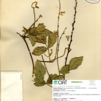 17313 herbarium