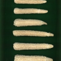 CIMMYTMA 1070 GUAT 329 AF19A-0903-26 C.jpg