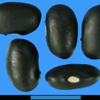 G1979 seed.jpg