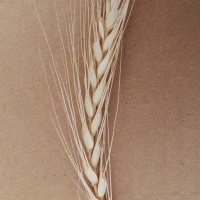 CWI_3064_52594_444_2_c.jpg
