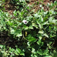 Centrosema plumieri 205 flower.JPG