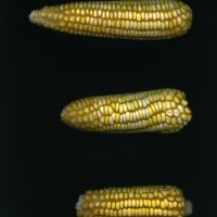 CIMMYTMA 5896 OAXA 353 GD21B-6903-79 E1.jpg