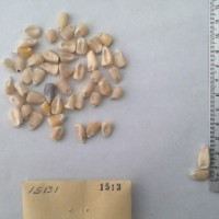 CIMMYTMA 1513 - Reference Inventory.jpg