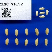 IRGC 74192 Seed Photo
