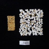 Popped and not popped comparison labeled.jpg