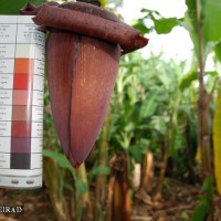 6.5.5 - Colour of the bract internal face