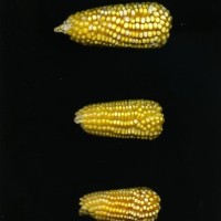 CIMMYTMA 5638 VERA 321 TC24U-2903-121 E1.jpg