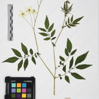 CIP 765693_RPSP 004_16.jpg