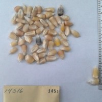 CIMMYTMA 1451 - Reference Inventory.jpg