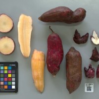 CIP 205014 (root).jpg