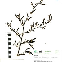 20467 herbarium
