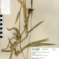 26163 herbarium
