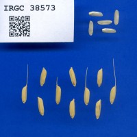 IRGC 38573 Seed Photo