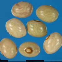 G50420E seed.jpg