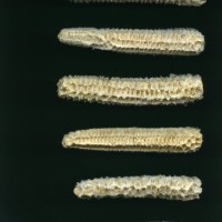 CIMMYTMA 211 GUER 146 PV22A-1903-157 C838 _compress.jpg