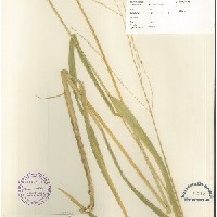 IRGC 100179 Herbarium