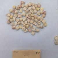 CIMMYTMA 917 - Reference Inventory.jpg