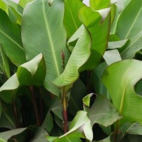 CIP 206064 (plant).jpg