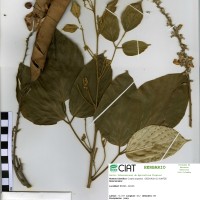 22379 herbarium