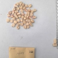 CIMMYTMA 148 - Reference Inventory.jpg