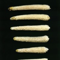 CIMMYTMA 19376 TLAX 157 TC24U-2903-173 C.jpg