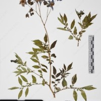 CIP 765693_RPSP 004_07.jpg