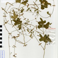 G40507 herbarium.jpg