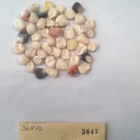 CIMMYTMA 3647 - Reference Inventory.jpg