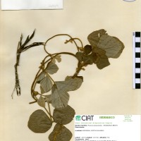 20017 herbarium