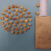 CIMMYTMA 7990 - Reference inventory.jpg