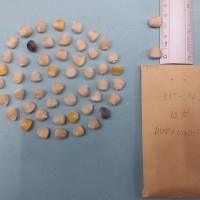 CIMMYTMA 7970 - Reference inventory.jpg