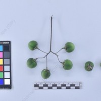 CIP 761318_OCHS 11873_buk_B_2024.jpg