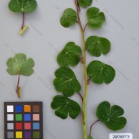 CIP 203073 Herbarium