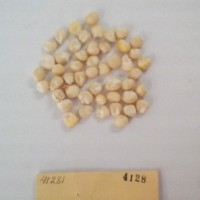 CIMMYTMA 4128 - Reference Inventory.jpg