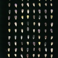 CIMMYTMA 18977 BOZM 1498 TC22U-2903-65 K.jpg