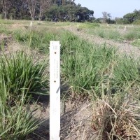 2140_Plant with Flowers.jpg