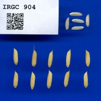 IRGC 904 Seed Photo