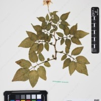 CIP 760305_HHCH 4728_05.jpg