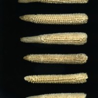 CIMMYTMA 4961 BRAZ 2107 AF20A-0903-219 C.jpg