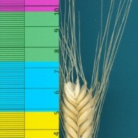 CWI49162_52647_11.jpg